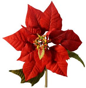 Poinsettia